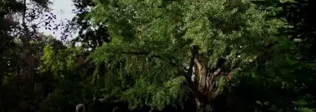 梁朝伟《寂静的朋友》内地票房四天270万，威尼斯获奖文艺片遇冷 细节速览