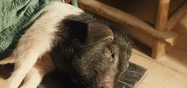 张凌赫田曦薇主演《逐玉》开播，杀猪女与武安侯假婚真战 细节速览